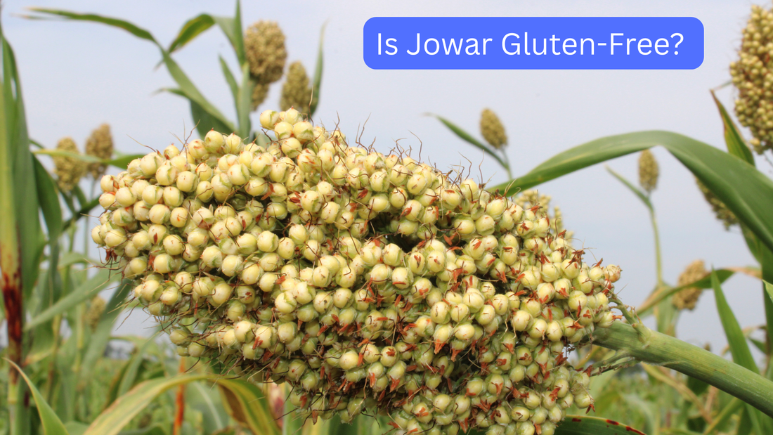 Is Jowar Gluten-Free? A Mom-Approved Guide by Bebe Burp