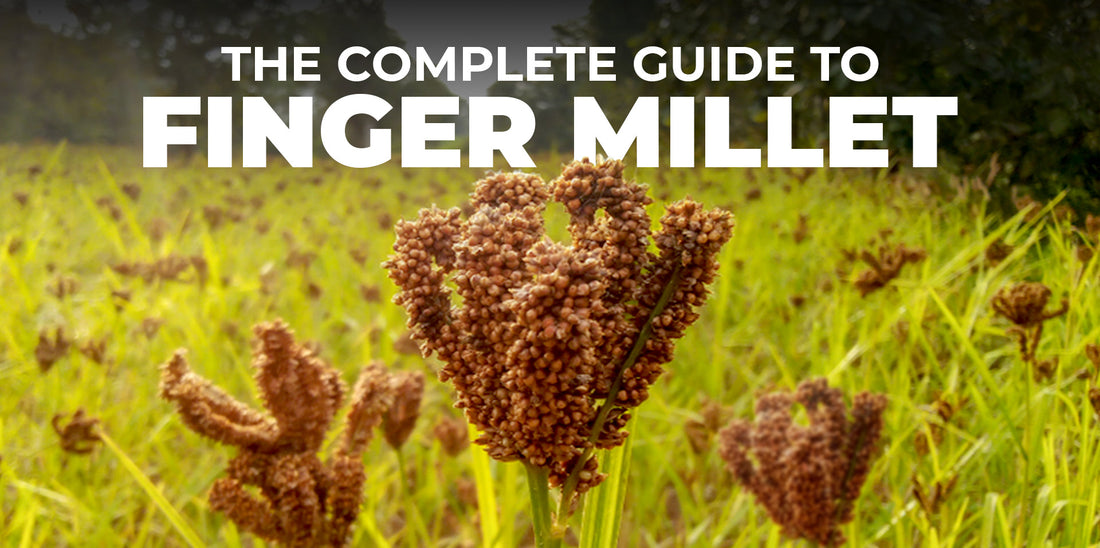 The Complete Guide to Finger Millet (Ragi)